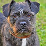 Gribouille participe au concours pour gagner de l'argent avec cette photo : cairn_terrier, carnivoran, cesky_terrier, companion_dog, dog, dog_breed, dog_breed_group, dog_like_mammal, mammal, miniature_schnauzer, patterdale_terrier, schnauzer, snout, standard_schnauzer, terrier, vulnerable_native_breeds, whiskers