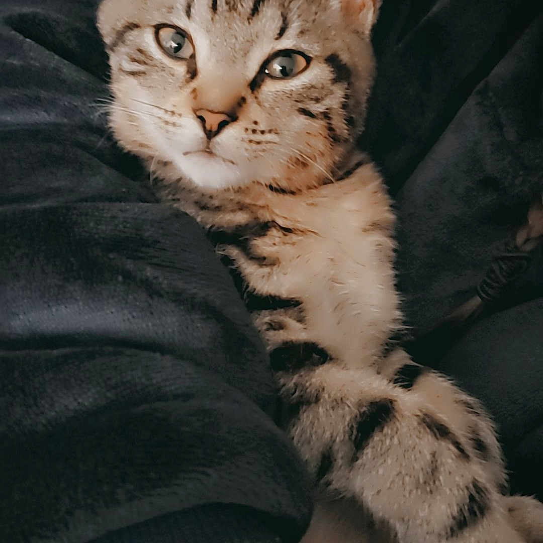 Jada a rejoint le concours — aidez-le/la à gagner de superbes lots ! abyssinian, animal, baby, blanket, cat, couch, egyptiancat, face, furniture, head, kitten, manx, ocelot, person, pet, photography, portrait, skin, sleeping, tattoo