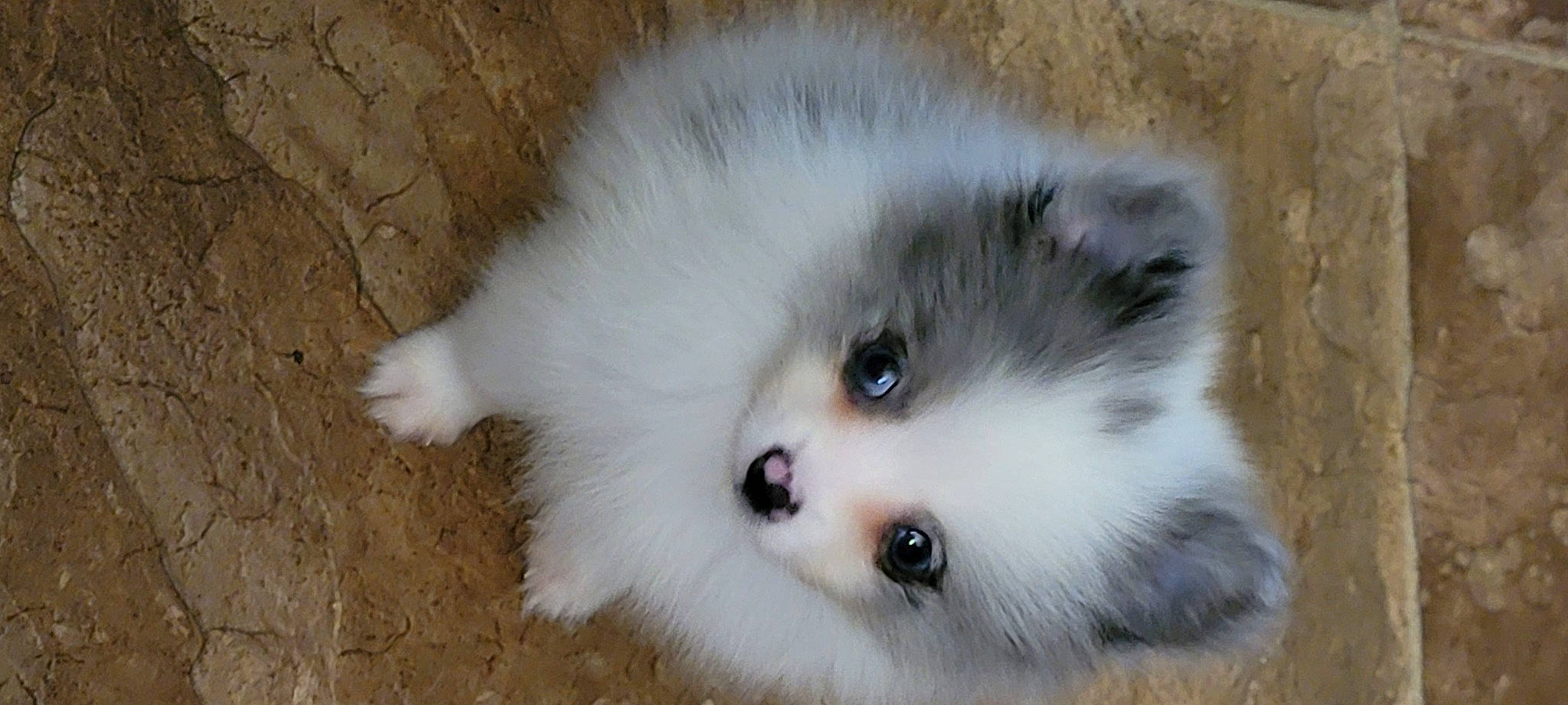 Rocky joined the competition — help win amazing prizes! canidae, carnivore, companion_dog, dog_breed, fawn, felidae, fur, german_spitz_mittel, non_sporting_group, snout, sporting_group, terrestrial_animal, volpino_italiano, whiskers