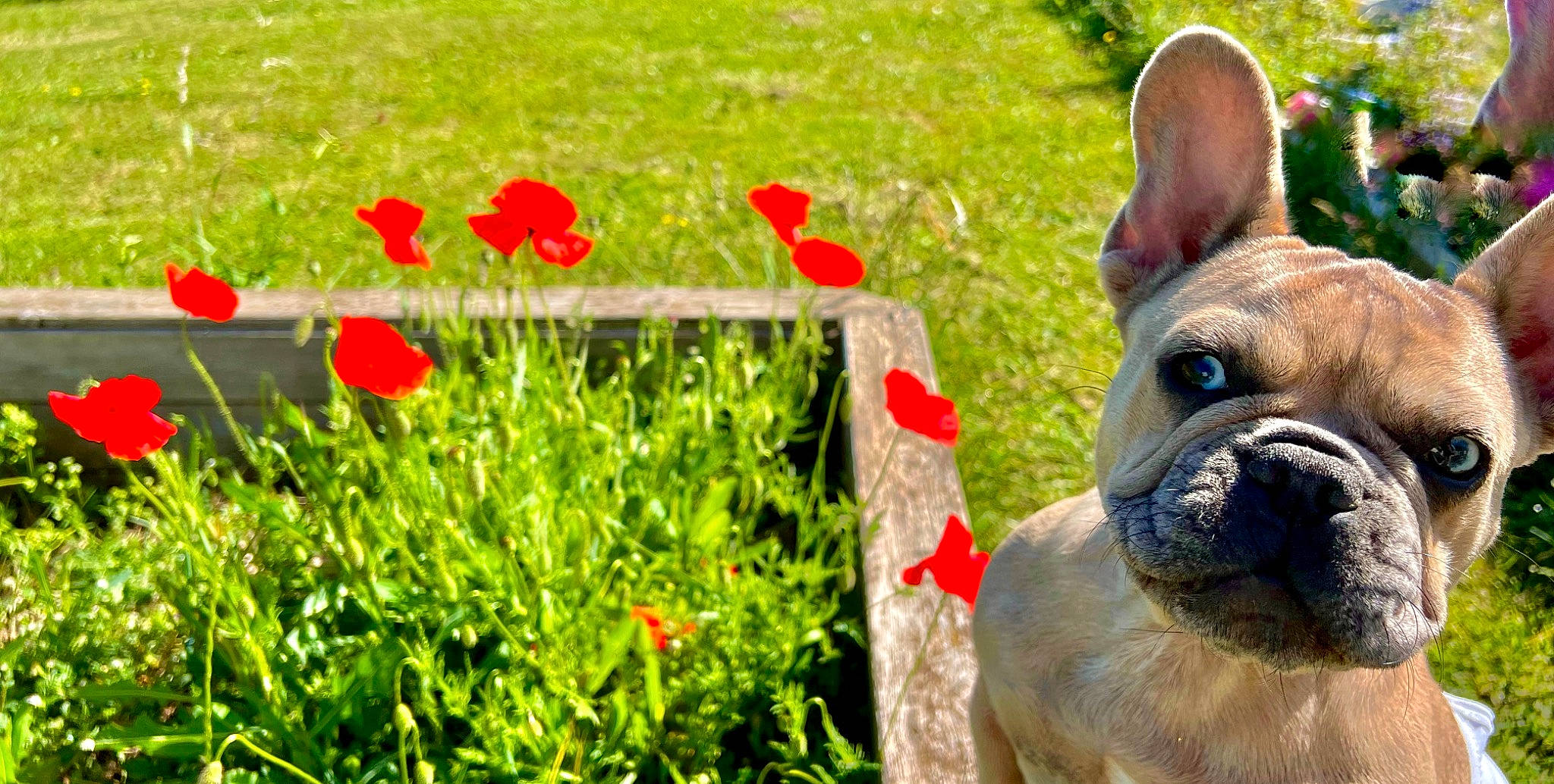 Sofia participe au concours pour gagner de l'argent avec cette photo : carnivore, companion_dog, corn_poppy, dog, dog_breed, fawn, flower, grass, grassland, groundcover, happy, landscape, people_in_nature, petal, plant, sporting_group, terrestrial_animal, whiskers, working_animal, wrinkle
