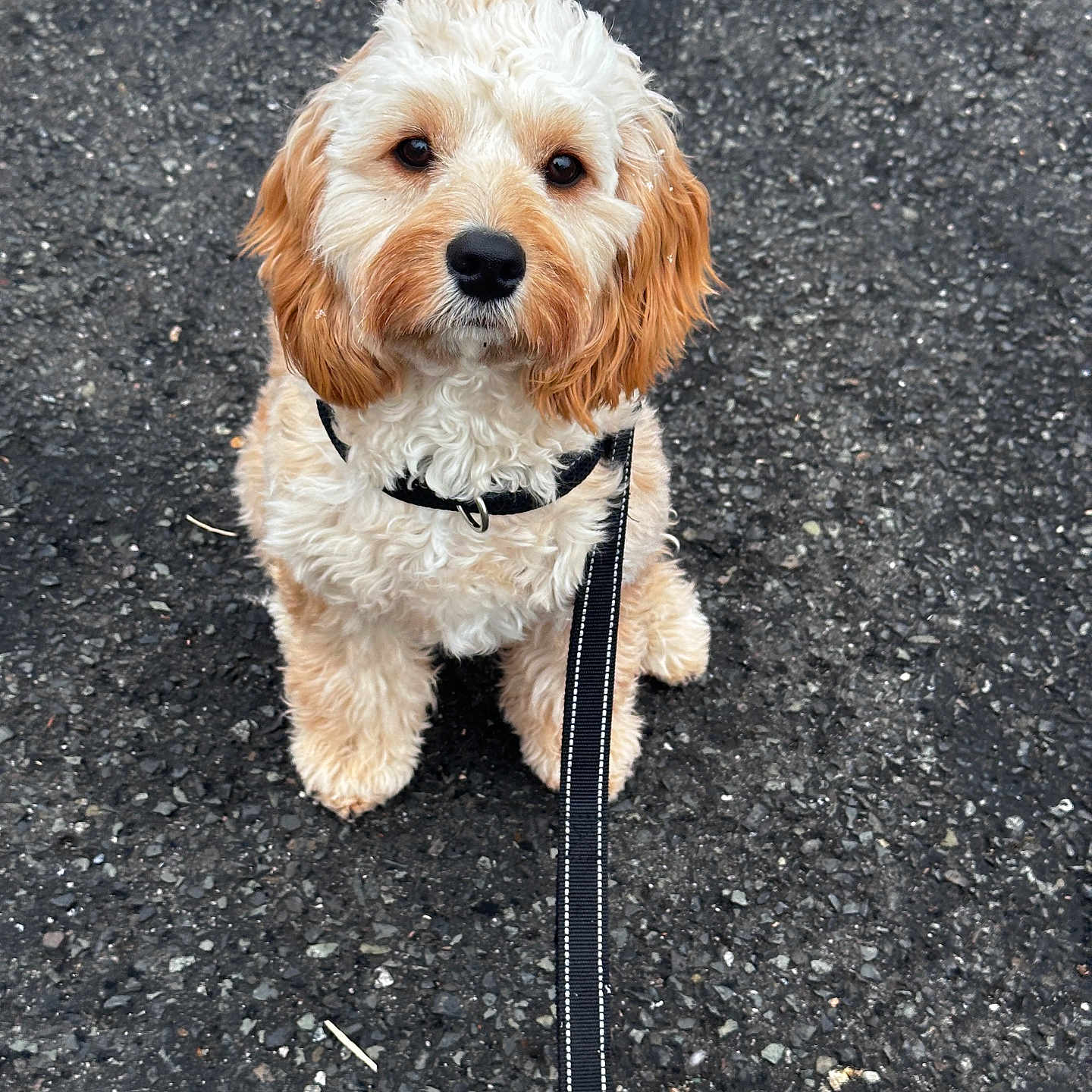 Rocky joined the competition — help win amazing prizes! animal, asphalt, black, brown, closeup, companion, cream, curly_fur, cute, dog, domestic_animal, friendly, fur, harness, leash, outdoor, pet, puppy, sitting, young