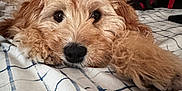 Rocky joined the competition — help win amazing prizes! animal, bedroom, blanket, canine, close_up, cozy, curly_fur, cute, dog, domestic_animal, face, fur, indoor, looking_at_camera, lying_down, nose, paw, pet, relaxed, resting