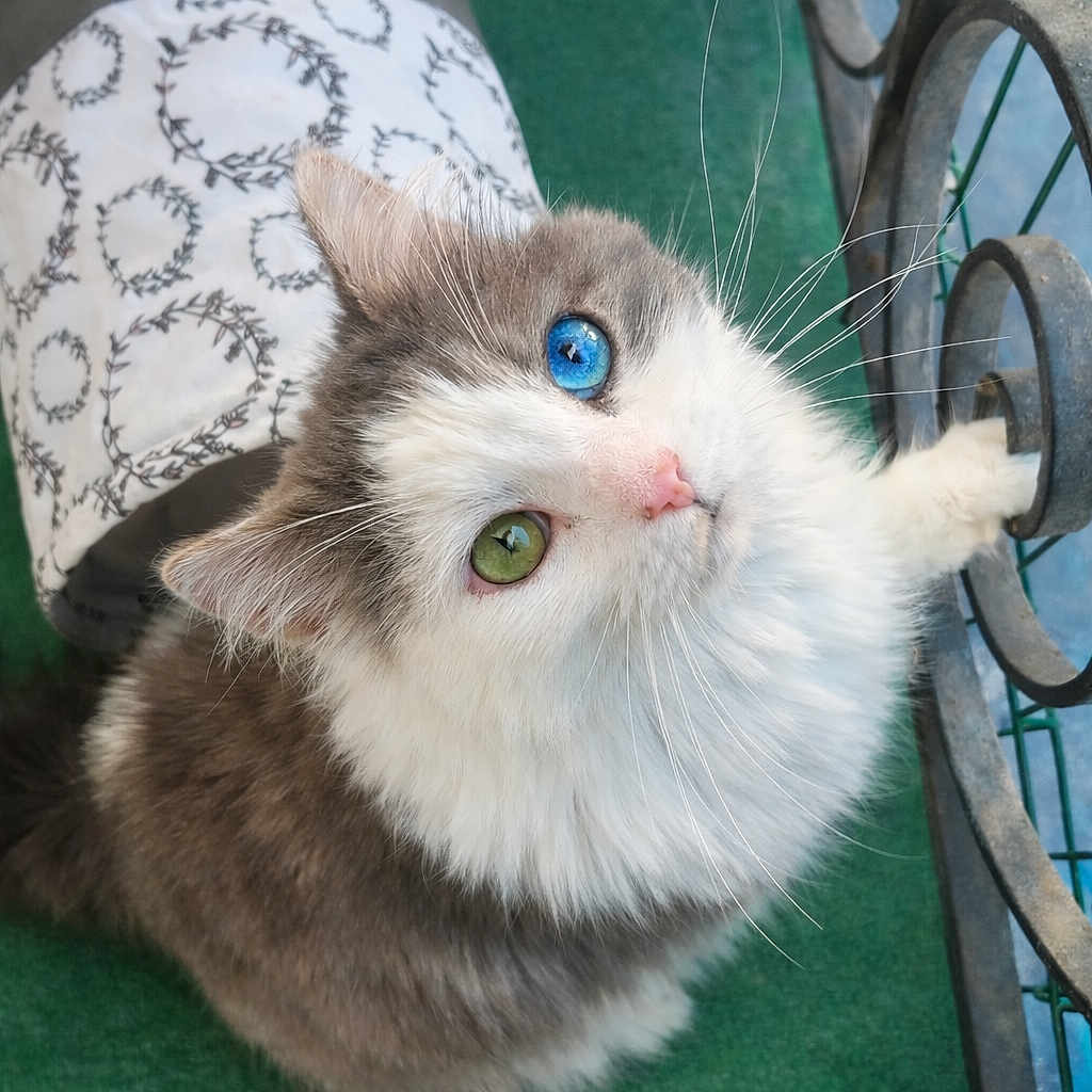 Ugo a rejoint le concours — aidez-le/la à gagner de superbes lots ! cat, heterochromia, blue_eye, green_eye, fluffy, fur, paw, railing, patterned_clothing, white, gray, green_carpet, looking_up, whiskers, cute, pet, animal, indoor, feline, adorable