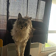 Simba participe au concours pour gagner de l'argent avec cette photo : cat, fluffy, cat_tree, indoor, window, curtains, sunlight, toy_mouse, pet, feline, perched, fur, dangle, home, cozy, animal, domestic, looking, playful, resting