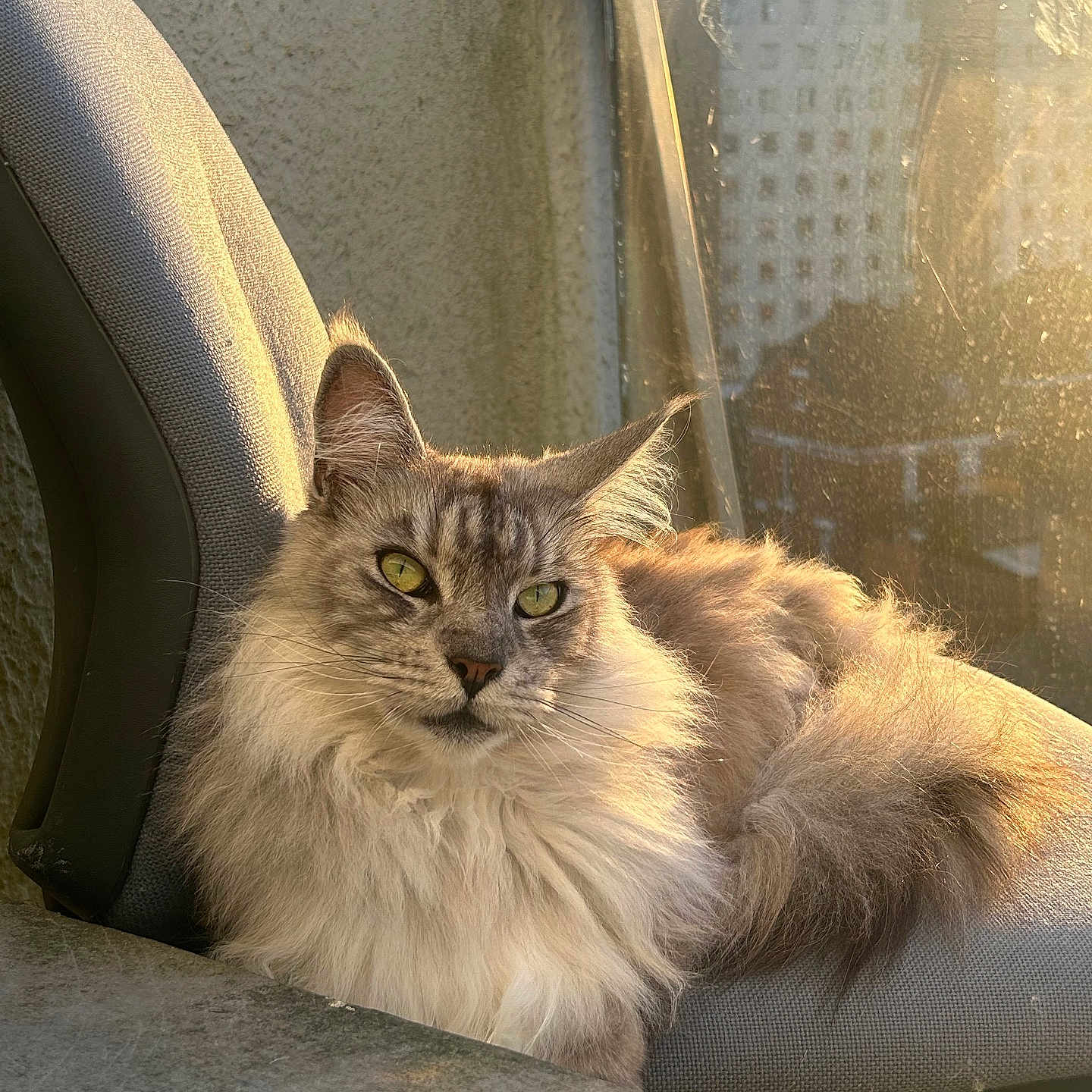 Simba a rejoint le concours — aidez-le/la à gagner de superbes lots ! animal, balcony, cat, chair, cozy, daylight, domestic_cat, feline, fluffy, fur, green_eyes, indoor, pet, portrait, relaxed, resting, sunlight, urban, whiskers, window