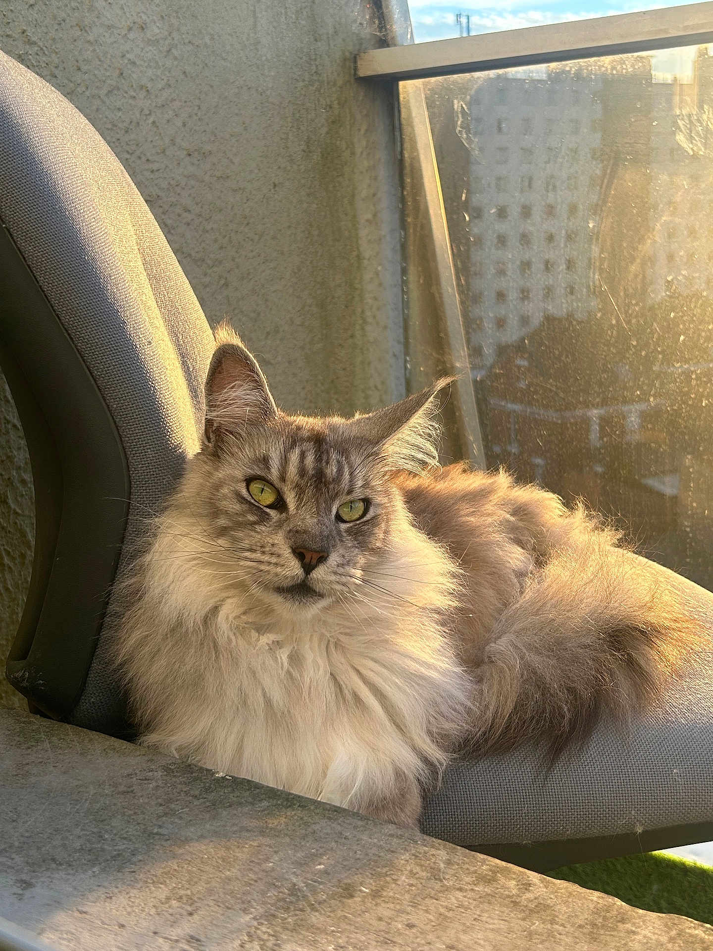 Simba a rejoint le concours — aidez-le/la à gagner de superbes lots ! cat, fluffy, chair, sunlight, balcony, window, relaxed, pet, feline, indoor, portrait, animal, fur, green_eyes, whiskers, domestic_cat, resting, cozy, daylight, urban