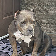 Dutchess is registered to the contest to win money with this photo: animal, brown, calm, canine, carpet, collar, dog, door, doormat, ears_cropped, floor, indoor, muscular, paw, pet, portrait, sitting, stairs, tag, white