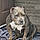 Dutchess