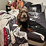 Dutchess is registered to the contest to win money with this photo: accessory, bed, blanket, casual, clothing, collar, dog, floor, furniture, indoor, lamp, messy, person, pet, pillow, room, sitting, tattoo, woman, wooden_floor