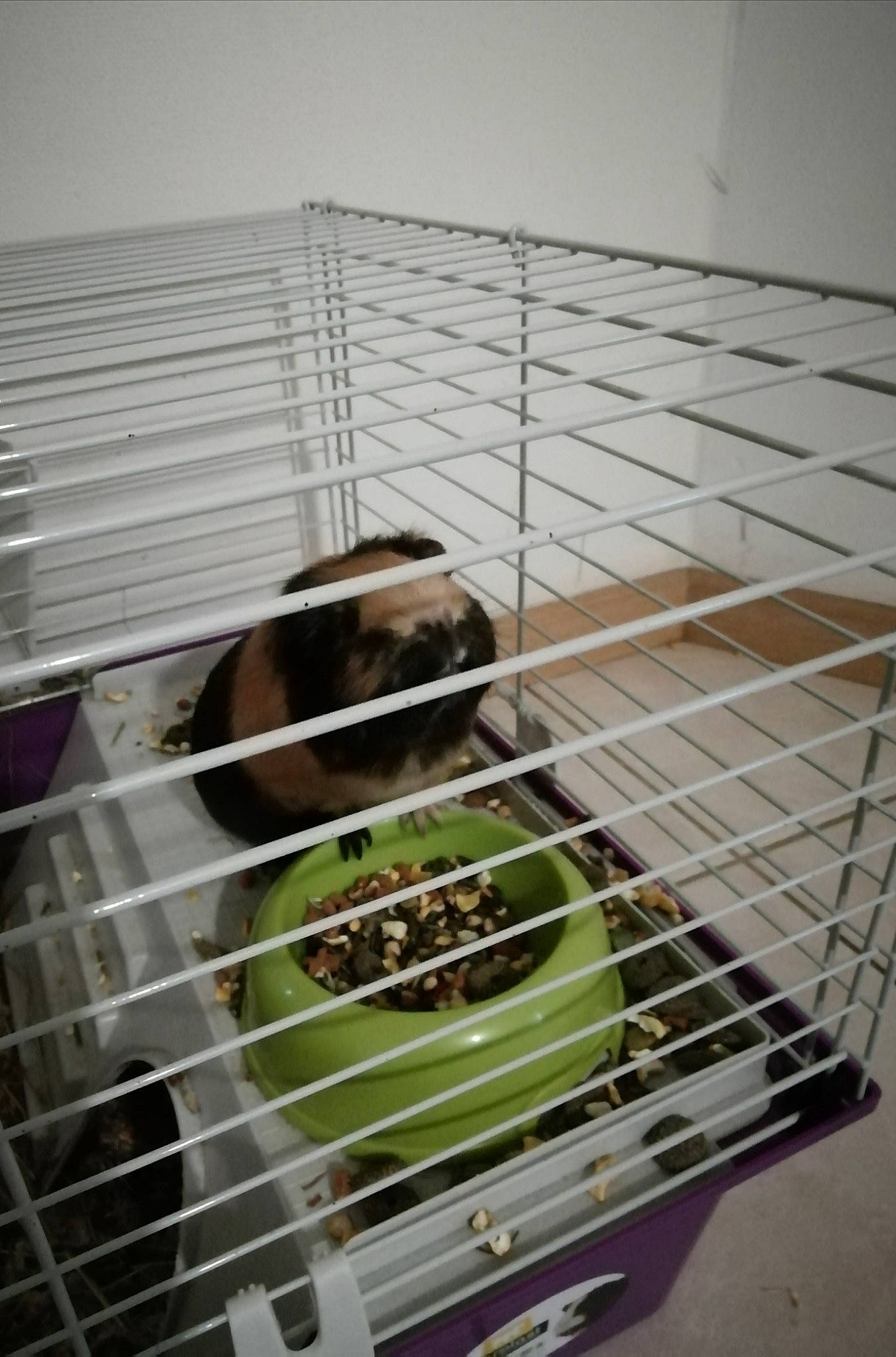 Kana participe au concours pour gagner de l'argent avec cette photo : animal_shelter, cage, degu, gerbil, guinea_pig, hamster, muridae, muroidea, rat, rodent, room