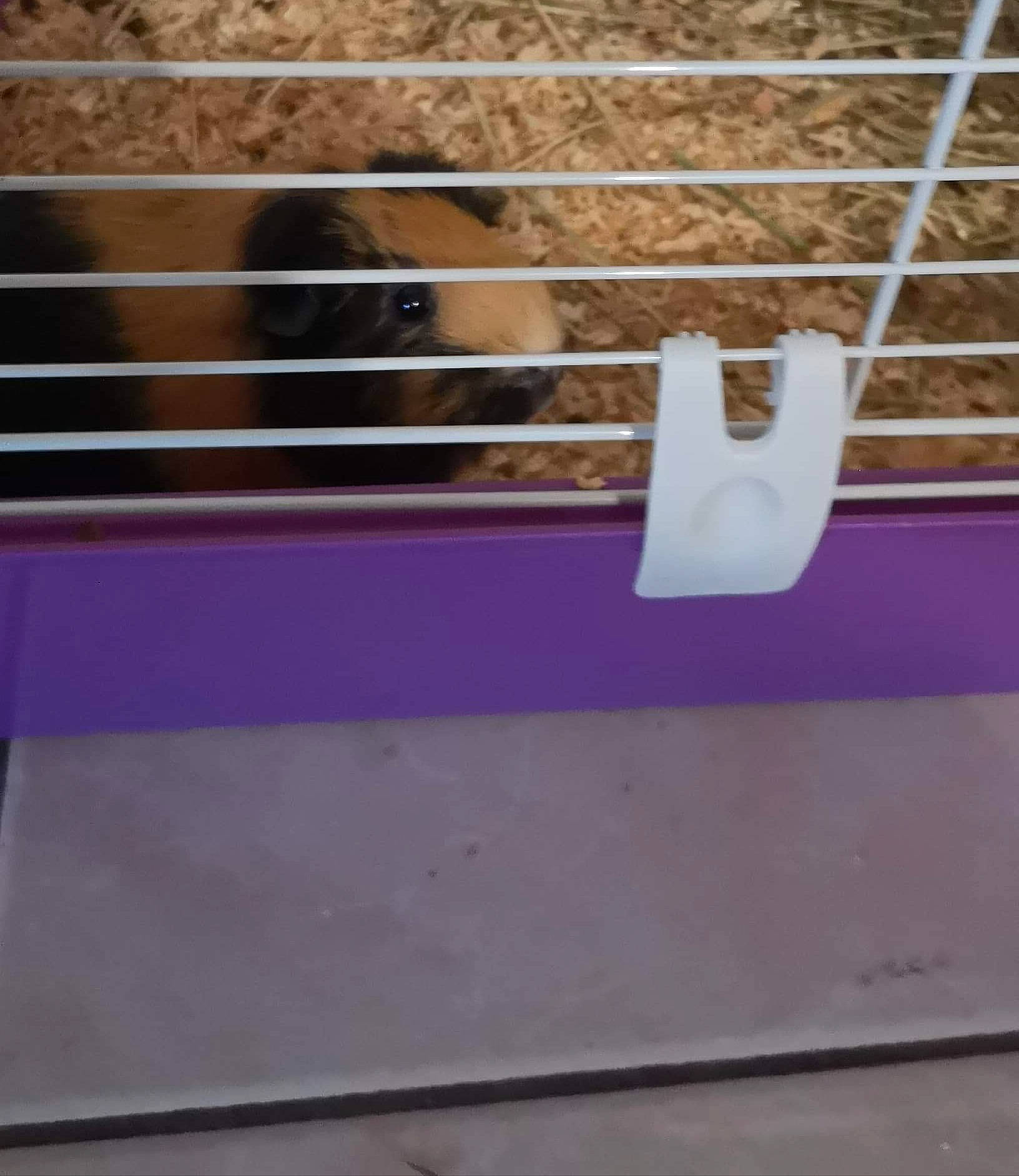Kana participe au concours pour gagner de l'argent avec cette photo : cage, purple, rat, violet