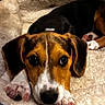 puppy, dog, bed, resting, cute, pet, animal, fur, indoors, cozy, soft, brown, black, white, paw, face, looking, canine, sleepy, comfort