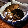 Beauty is registered to the contest to win money with this photo: dog, dogs, pet_bed, cozy, snuggling, brown_dog, black_dog, wooden_floor, indoor, resting, cute, animal, sleepy, fur, ears, paws, companion, domestic_animal, two_animals, relaxing
