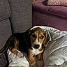 Beauty joined the competition — help win amazing prizes! puppy, dog, pet, indoor, quilt, blanket, furniture, couch, brown, black, white, cute, young, animal, companion, resting, cozy, ears, paws, looking