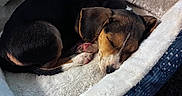 Beauty joined the competition — help win amazing prizes! puppy, dog, sleeping, bed, fluffy, cozy, indoor, pet, animal, resting, cute, small_dog, fur, canine, toy, blanket, comfort, nap, peaceful, domestic
