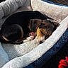 puppy, dog, sleeping, bed, fluffy, cozy, indoor, pet, animal, resting, cute, small_dog, fur, canine, toy, blanket, comfort, nap, peaceful, domestic
