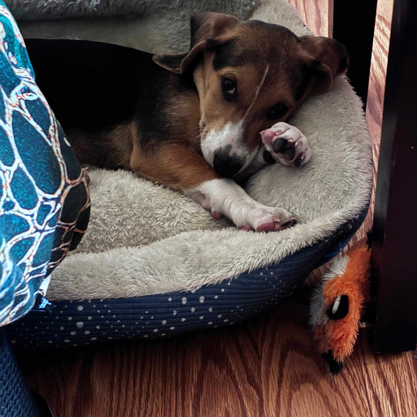 Beauty is registered to the contest to win money with this photo: puppy, dog_bed, fluffy, sleepy, paw, wooden_floor, toy, indoor, pet, cute, resting, canine, brown, black, white, fur, animal, cozy, young, domestic