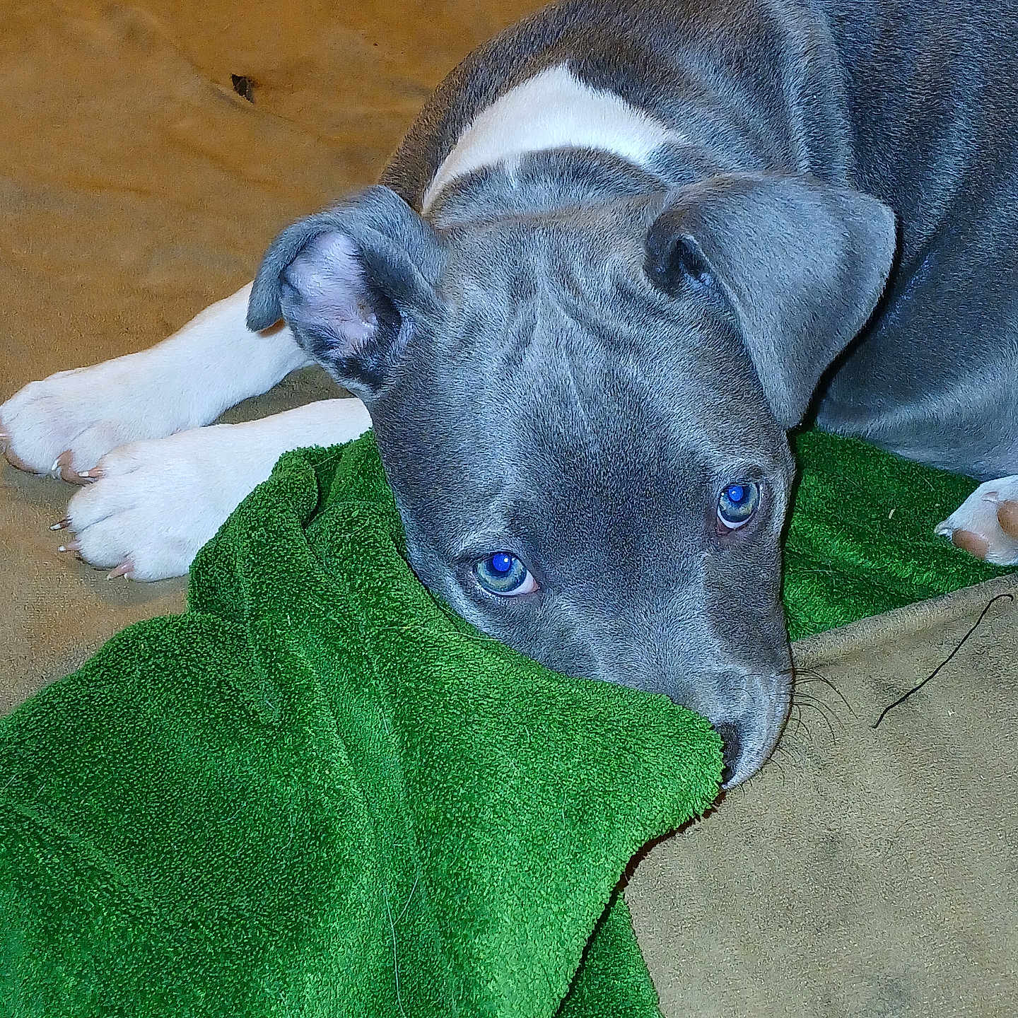 Mahli is registered to the contest to win money with this photo: animal, blue_eyes, canine, close_up, cute, dog, ears, fur, gray, green_towel, indoor, lying_down, paws, pet, puppy, resting, soft_texture, towel, white, young_dog