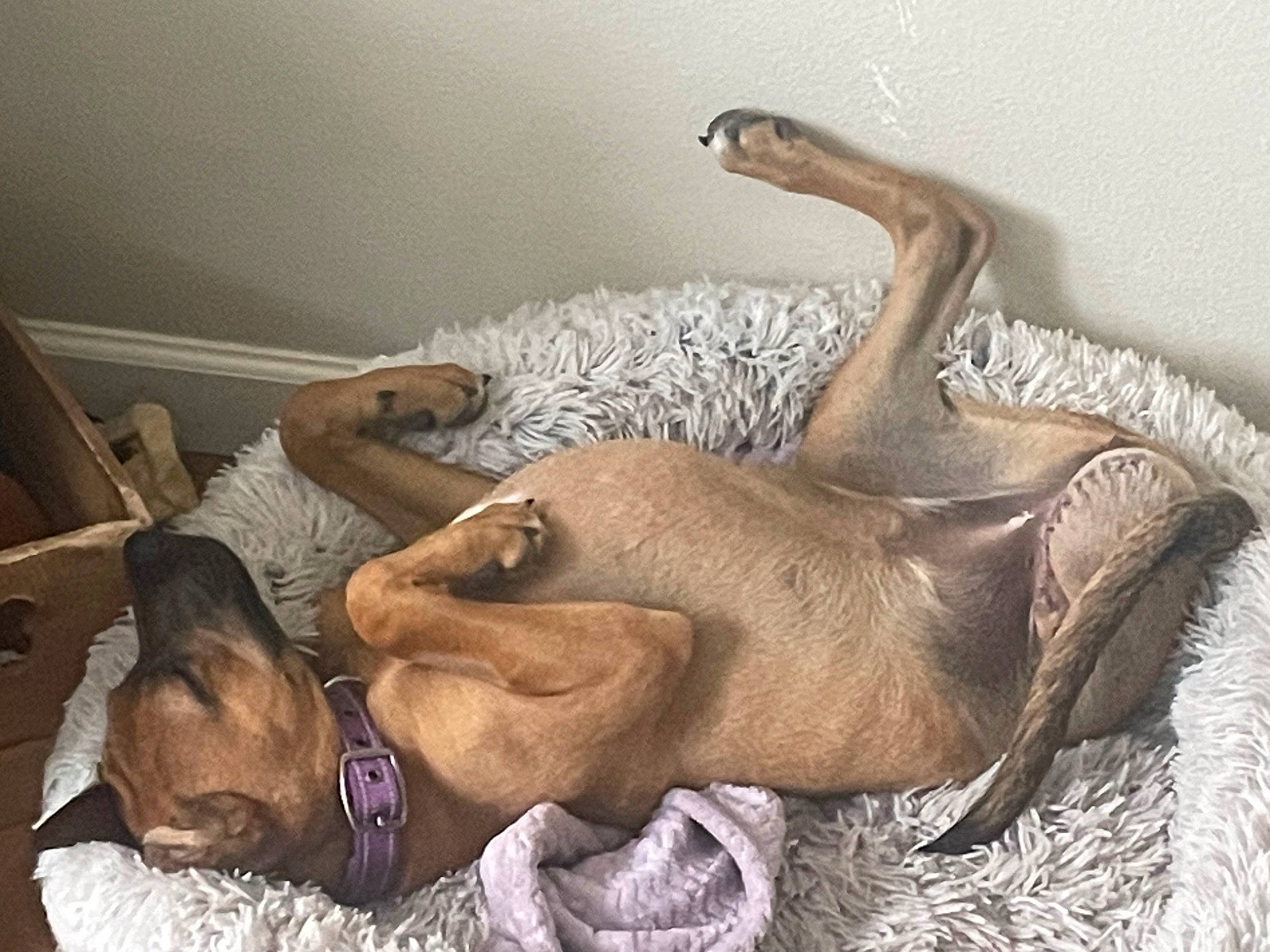 Harper joined the competition — help win amazing prizes! canidae, carnivore, comfort, companion_dog, dog, dog_breed, fawn, fur, guard_dog, linens, liver, nap, snout, sporting_group, tail, terrestrial_animal, wood, working_animal