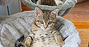 Tigrou a rejoint le concours — aidez-le/la à gagner de superbes lots ! animal, cat, cozy, curious, cute, feline, fluffy_bed, fur, home, indoor, kitten, mirror, paws, pet, reflection, relaxed, resting, soft_texture, tabby, whiskers