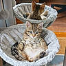 animal, cat, cozy, curious, cute, feline, fluffy_bed, fur, home, indoor, kitten, mirror, paws, pet, reflection, relaxed, resting, soft_texture, tabby, whiskers