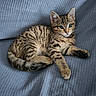 Tigrou a rejoint le concours — aidez-le/la à gagner de superbes lots ! animal, blanket, blue, cat, cute, ears, eyes, feline, fur, indoor, kitten, paw, pet, resting, spotted, striped, tabby, texture, whiskers, young