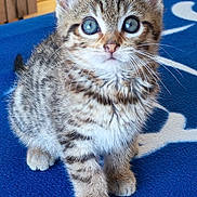 Tigrou a rejoint le concours — aidez-le/la à gagner de superbes lots ! kitten, cat, tabby, animal, pet, feline, young, cute, fluffy, whiskers, blue_blanket, indoor, small_paws, curious, sitting, wide_eyes, striped, fur, domestic_cat, close_up