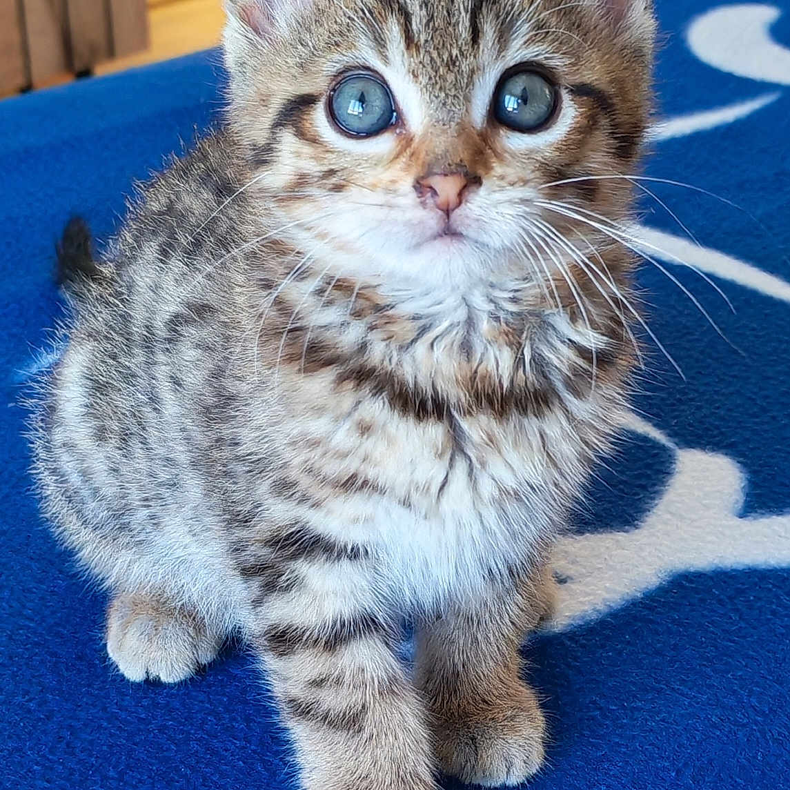 Tigrou