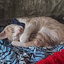 Brute' is registered to the contest to win money with this photo: cat, sleeping, blanket, blue, red, fur, cozy, cute, pet, animal, resting, domestic, whiskers, paws, indoors, cute_animal, relaxed, soft, nap, feline