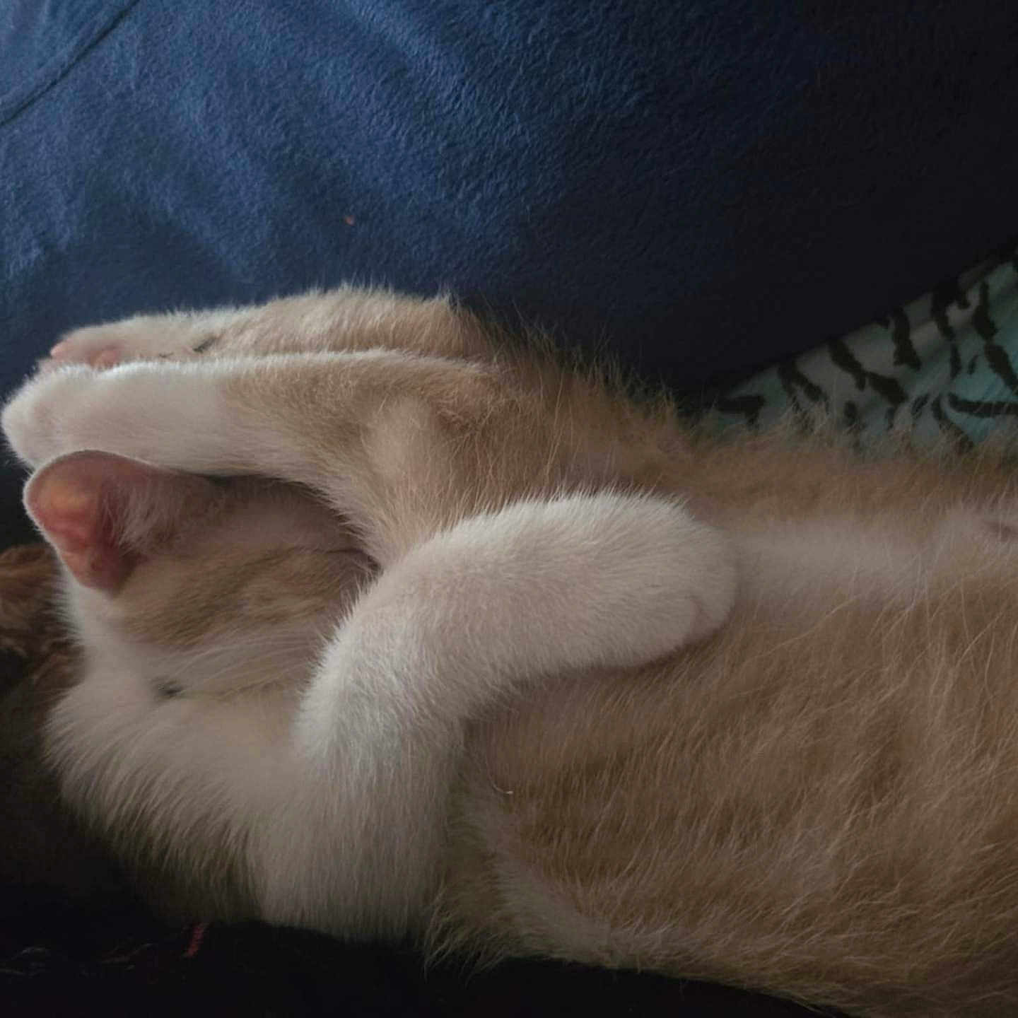 Brute' joined the competition — help win amazing prizes! animal, blanket, cat, close_up, comfort, cozy, cute, domestic_cat, ear, feline, fur, indoor, nap, paws, pet, relaxation, resting, sleeping, soft, whiskers