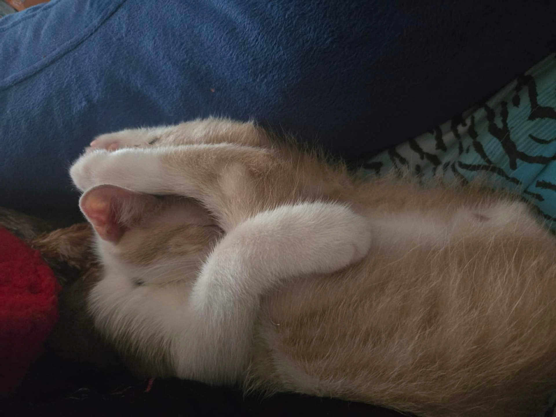 Brute' joined the competition — help win amazing prizes! cat, sleeping, fur, paws, cozy, resting, animal, pet, cute, whiskers, ear, blanket, feline, domestic_cat, relaxation, close_up, indoor, nap, soft, comfort
