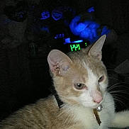 Brute' is registered to the contest to win money with this photo: cat, feline, pet, indoor, sleepy, beige, white, collar, bell, whiskers, digital_clock, dark, night, resting, closeup, animal, cute, fur, portrait, relaxed