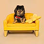 dog, pomeranian, yellow_sofa, plush_flower, indoor, pet, smiling_dog, collar, furniture, cute, portrait, animal, fluffy, brown, black, sitting, studio, isolated, happy, small_dog