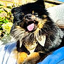 dog, pom, pomeranian, tongue_out, fluffy, black_and_tan, pet, outdoor, sunlight, blanket, happy, smiling, fur, small_dog, canine, lying_down, blue_blanket, greenery, wall, daytime