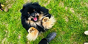 Mun joined the competition — help win amazing prizes! dog, pomeranian, grass, outdoor, black, tan, happy, jumping, paw, fur, pet, playful, boot, leg, animal, cute, smiling, nature, daylight, excited