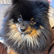 Mun joined the competition — help win amazing prizes! dog, pomeranian, fluffy, black_fur, tan_fur, pet, cute, animal, close_up, indoors, fur, face, eyes, nose, portrait, companion, domestic_animal, adorable, small_dog, mammal