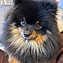 dog, pomeranian, fluffy, black_fur, tan_fur, pet, cute, animal, close_up, indoors, fur, face, eyes, nose, portrait, companion, domestic_animal, adorable, small_dog, mammal
