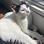 cat, black_and_white, sunlight, windowsill, wooden_floor, relaxed, pet, animal, feline, indoor, daylight, whiskers, tail, ears, paw, resting, cozy, window, house, domestic