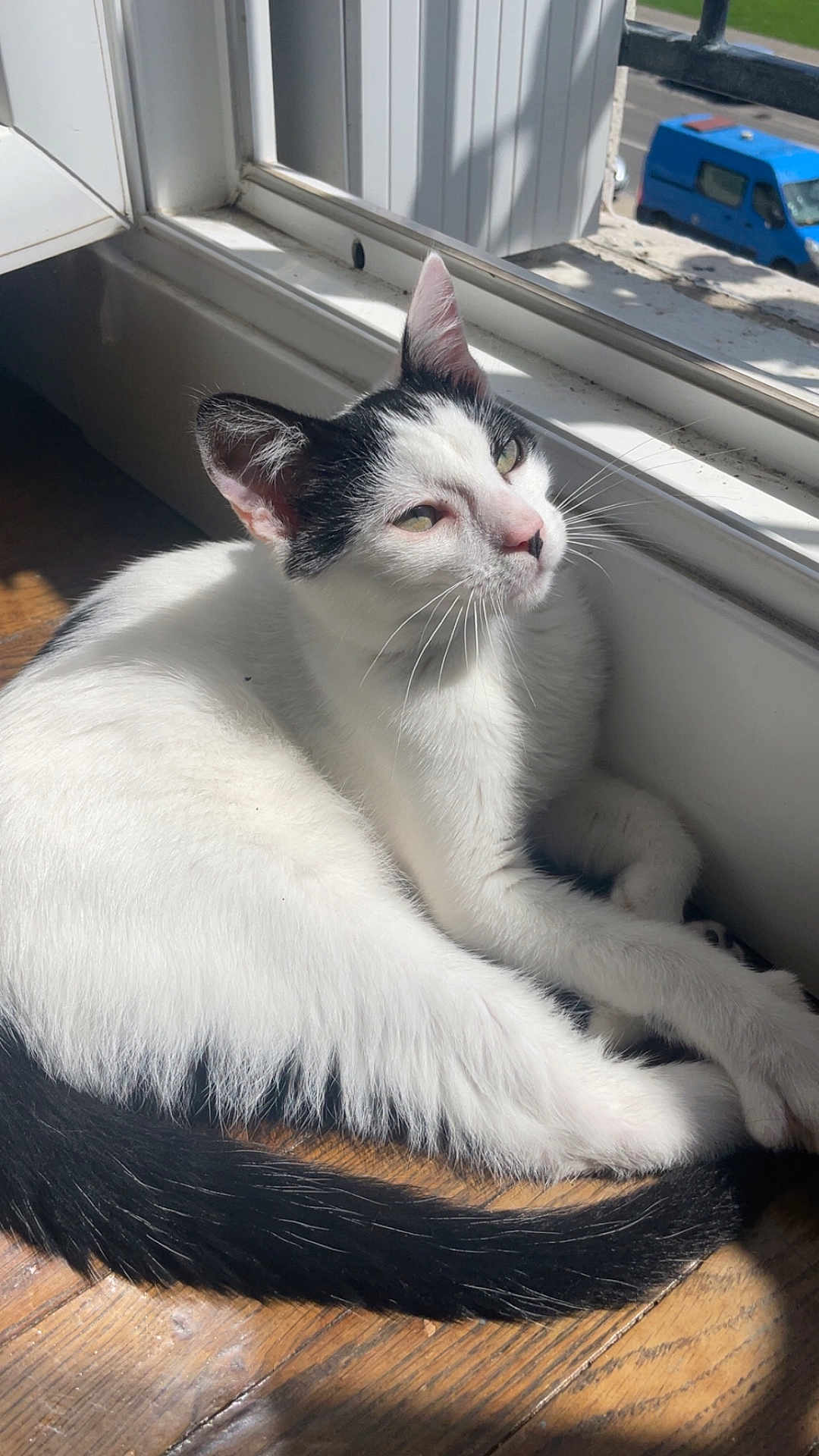 Moka a rejoint le concours — aidez-le/la à gagner de superbes lots ! cat, black_and_white, sunlight, windowsill, wooden_floor, relaxed, pet, animal, feline, indoor, daylight, whiskers, tail, ears, paw, resting, cozy, window, house, domestic