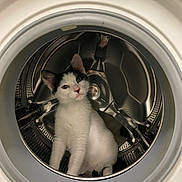 Moka a rejoint le concours — aidez-le/la à gagner de superbes lots ! cat, kitten, washing_machine, curious, indoor, white, black, pet, animal, metal, reflection, appliance, cute, fur, domestic, exploration, sitting, small, young, household