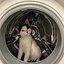 cat, kitten, washing_machine, curious, indoor, white, black, pet, animal, metal, reflection, appliance, cute, fur, domestic, exploration, sitting, small, young, household