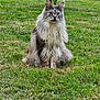 Ranma a rejoint le concours — aidez-le/la à gagner de superbes lots ! cat, long_hair, animal, pet, outdoor, grass, tree, flower, nature, sitting, feline, majestic, greenery, garden, fluffy, portrait, calm, wildlife, cute, mammal