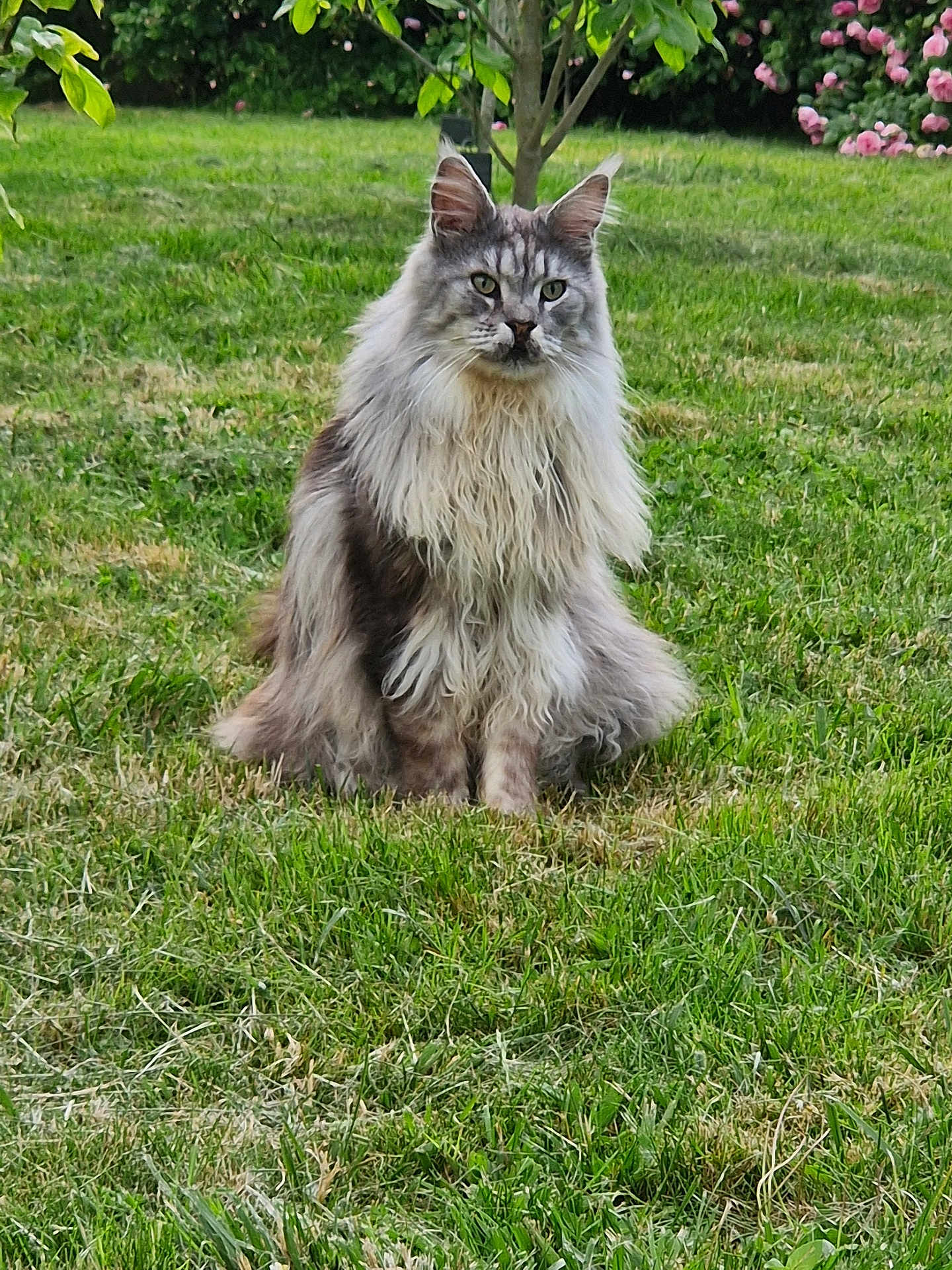 Ranma a rejoint le concours — aidez-le/la à gagner de superbes lots ! cat, long_hair, animal, pet, outdoor, grass, tree, flower, nature, sitting, feline, majestic, greenery, garden, fluffy, portrait, calm, wildlife, cute, mammal