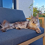 Ranma participe au concours pour gagner de l'argent avec cette photo : cat, fluffy, lounging, bench, outdoor, garden, wooden_furniture, cushion, gray, relaxed, pet, animal, daylight, nature, plants, sky, eyes, fur, tail, ears