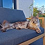 cat, fluffy, lounging, bench, outdoor, garden, wooden_furniture, cushion, gray, relaxed, pet, animal, daylight, nature, plants, sky, eyes, fur, tail, ears