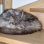 Ranma a rejoint le concours — aidez-le/la à gagner de superbes lots ! cat, sleeping, fluffy, gray, feline, wooden_chair, indoor, pet, curled_up, resting, fur, whiskers, ear, tail, cozy, quiet, relaxed, home, animal, cute