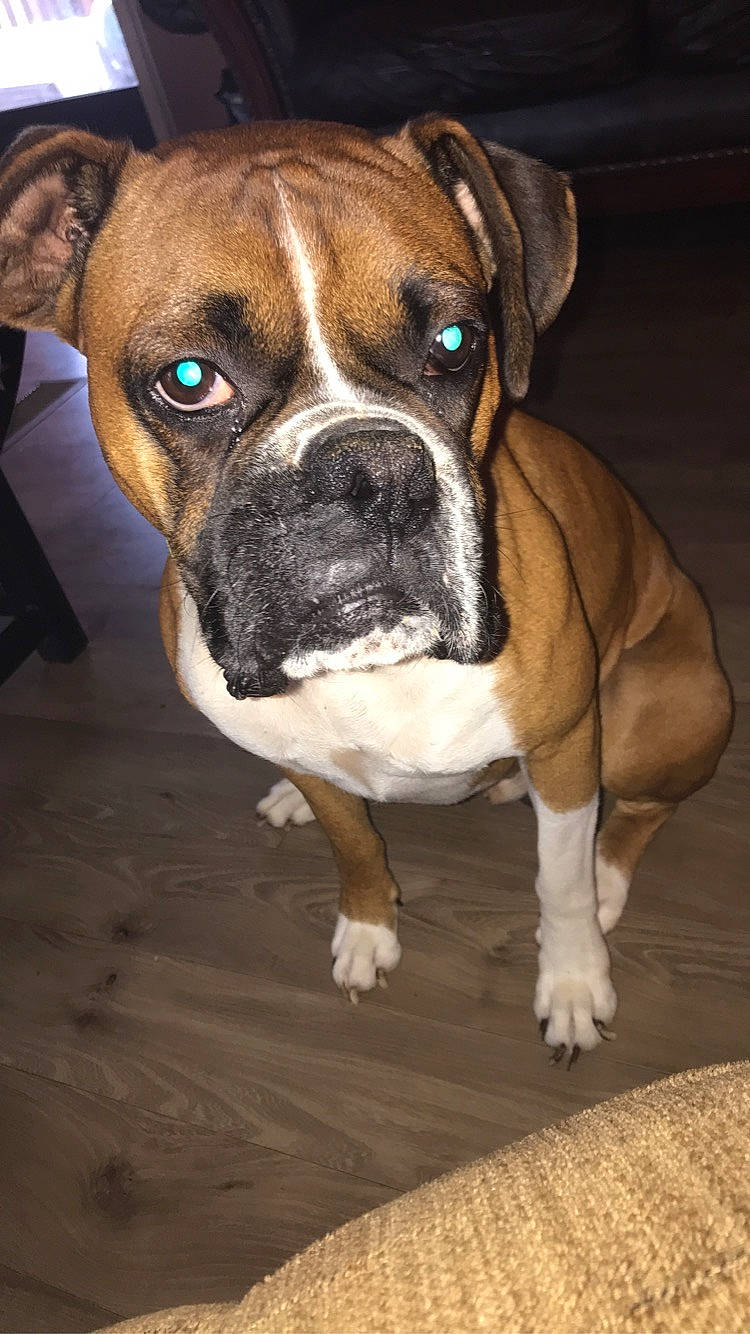 Louie is registered to the contest to win money with this photo: australian_bulldog, boxer, british_bulldogs, bulldog, canidae, carnivore, companion_dog, dog, dog_breed, fawn, mammal, molosser, old_english_bulldog, olde_english_bulldogge, renascence_bulldogge, snout, sporting_group, toy_bulldog, valley_bulldog, vertebrate