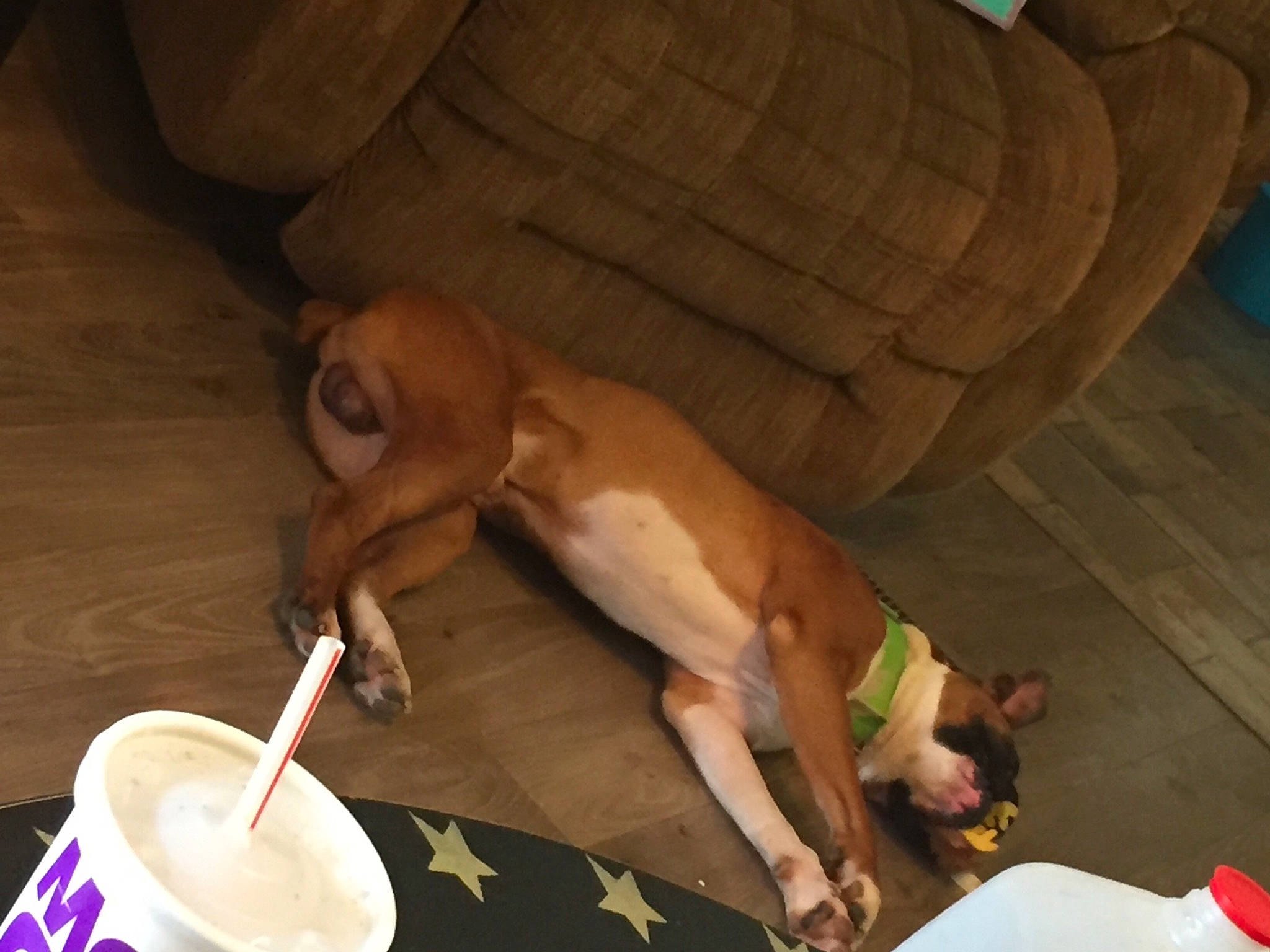 Louie is registered to the contest to win money with this photo: canidae, carnivore, companion_dog, dog, dog_breed, fawn, sporting_group