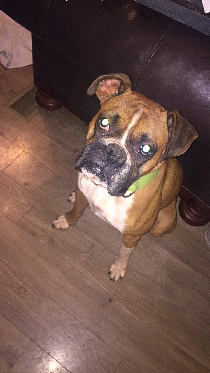 Louie is registered to the contest to win money with this photo: american_pit_bull_terrier, beagador, boxer, bullmastiff, canidae, carnivore, companion_dog, dog, dog_breed, fawn, mammal, molosser, non_sporting_group, old_english_bulldog, olde_english_bulldogge, snout, sporting_group, valley_bulldog, vertebrate, working_dog