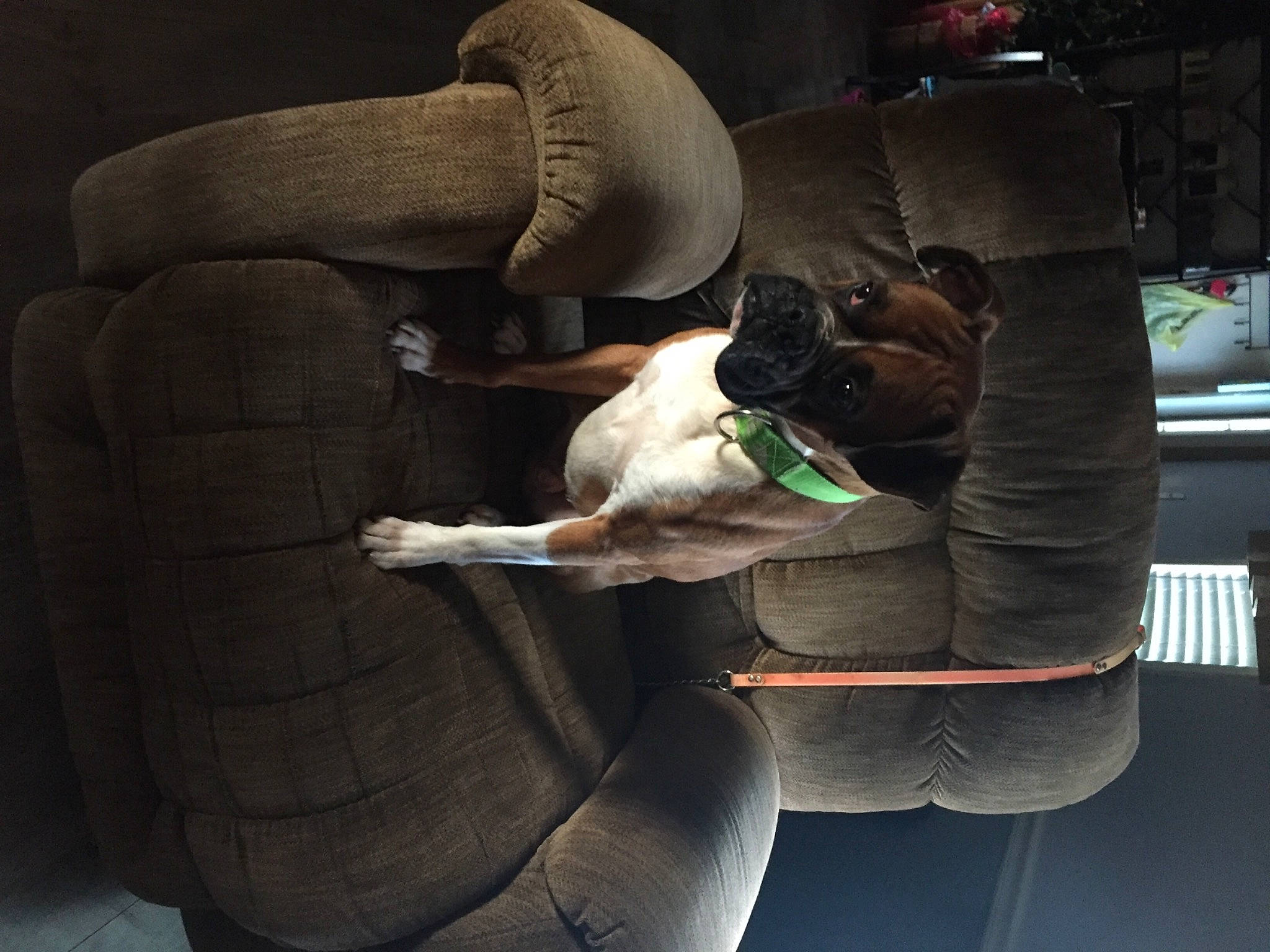 Louie is registered to the contest to win money with this photo: canidae, carnivore, comfort, companion_dog, dog, dog_breed, fawn, furniture, non_sporting_group, puppy, puppy_love, sporting_group